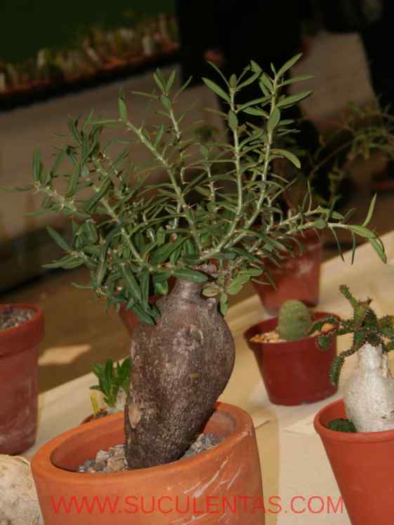 SuculentasApocynaceae Apocynoideae Pachypodium bispinosum(L.f.) A. DC. 1844