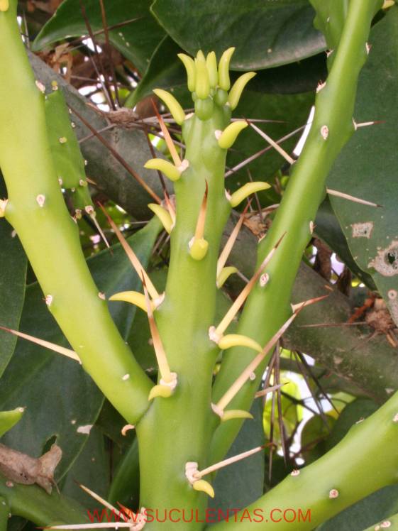 Tanto en los tallos como en los artículos en crecimiento aparecen unas pequeñas hojas cilíndricas que se desprenden poco después.