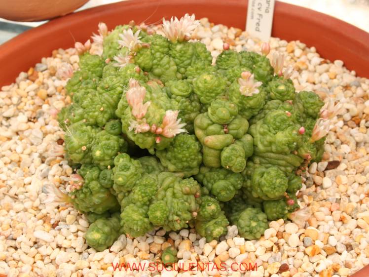 SuculentasCactaceae Cactoideae Cacteae Mammillaria bocasana 'fred'