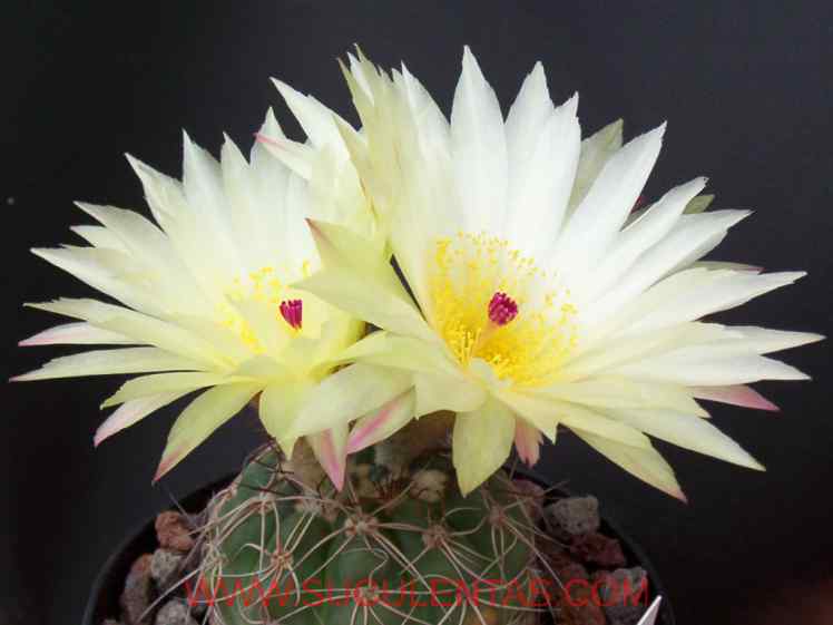 SuculentasCactaceae Cactoideae NotocacteaeBuxb.  1958