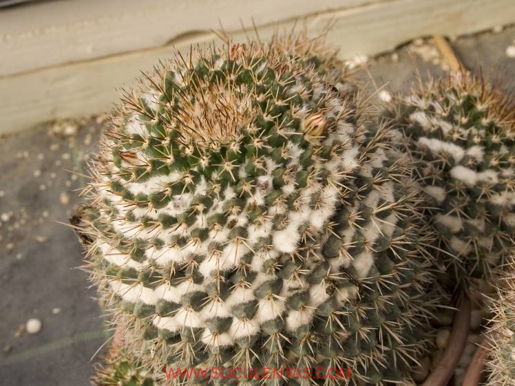 SuculentasCactaceae Cactoideae Cacteae Mammillaria karwinskiana Spp collinsii(Britton & Rose) D. R. Hunt 1997