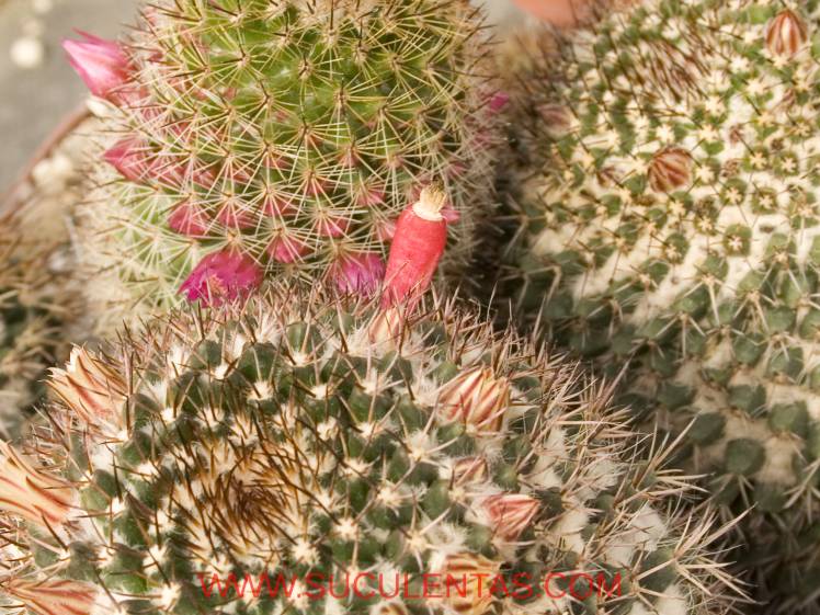 SuculentasCactaceae Cactoideae Cacteae Mammillaria karwinskiana Spp collinsii(Britton & Rose) D. R. Hunt 1997