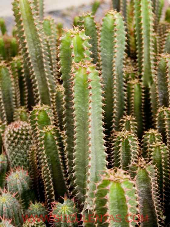 SuculentasEuphorbiaceae Euphorbia canariensisL.1753