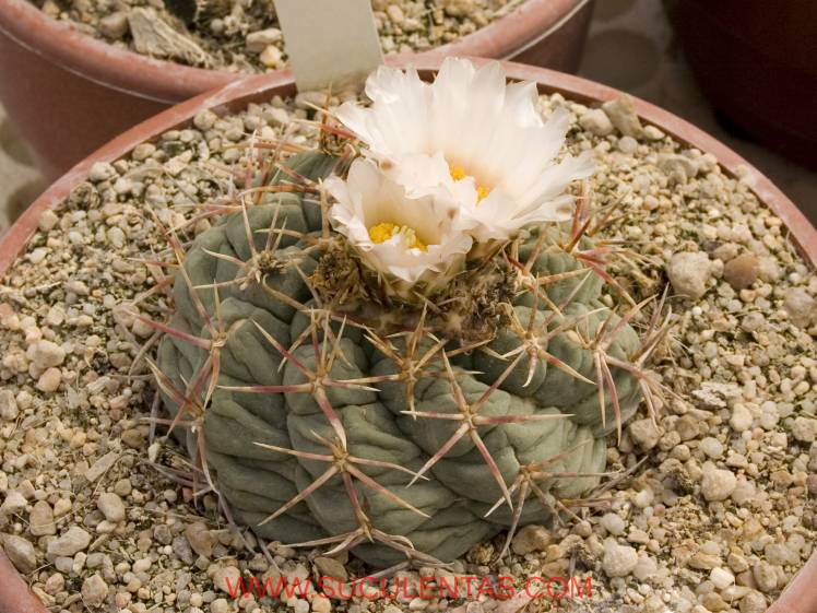SuculentasCactaceae Cactoideae Cacteae Thelocactus hexaedrophorus Spp lloydii(Britton & Rose) N. P. Taylor 1998