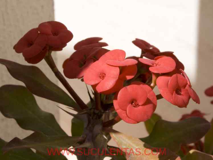 SuculentasEuphorbiaceae Euphorbia miliiDes Moul.1826