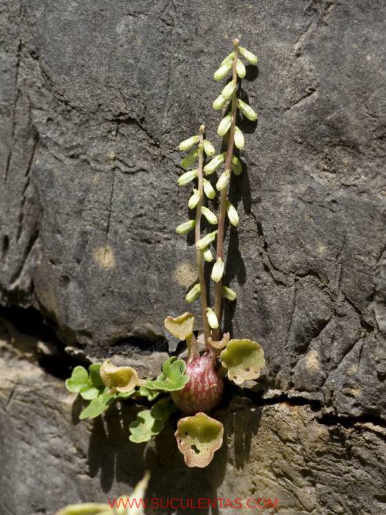SuculentasCrassulaceae UmbilicusDC.1801