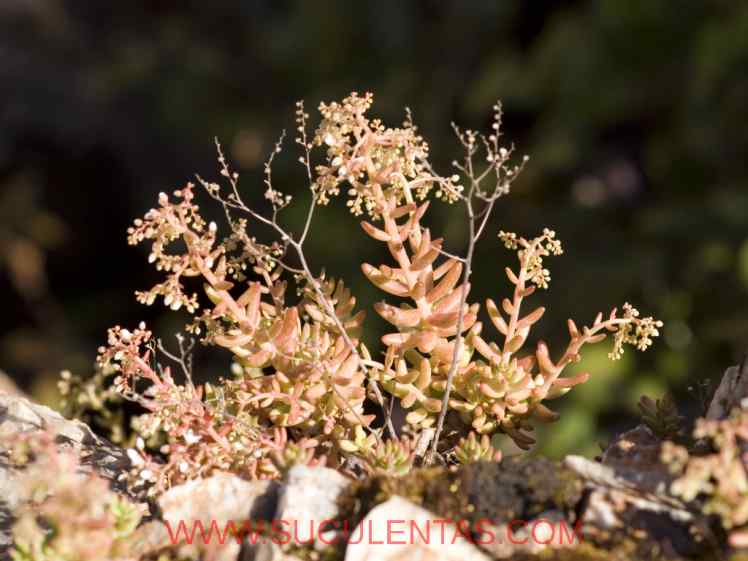 SuculentasCrassulaceae SedumL.1753