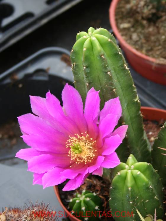 SuculentasCactaceae Cactoideae Pachycereeae Echinocereus viereckii Spp morricalii(Riha) N. P. Taylor 1997