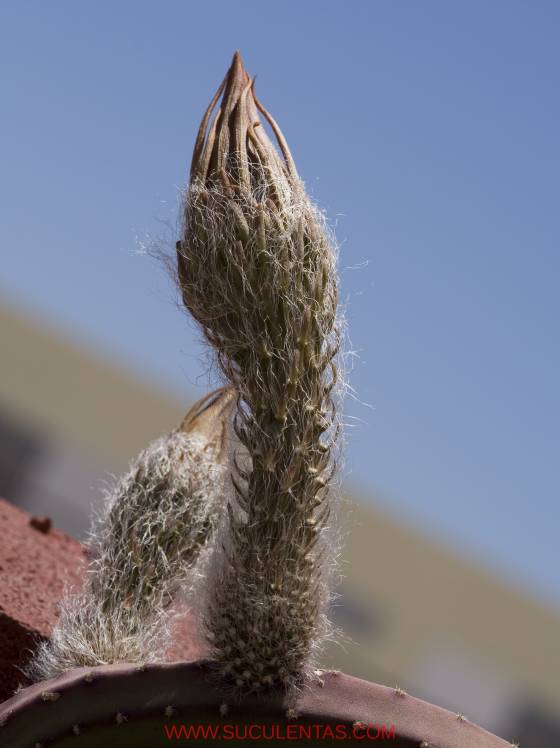 SuculentasCactaceae Cactoideae Hylocereeae Selenicereus(A. Berger) Britton & Rose 1909