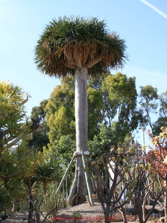 Ejemplar de unos 6-8 metros de alto en el Parque de La Paloma, Benalmádena.
