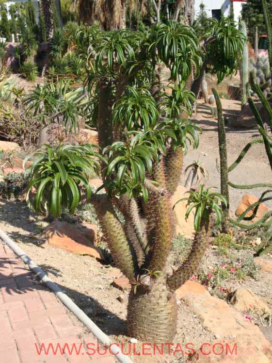 SuculentasApocynaceae Apocynoideae PachypodiumLindl. 1830