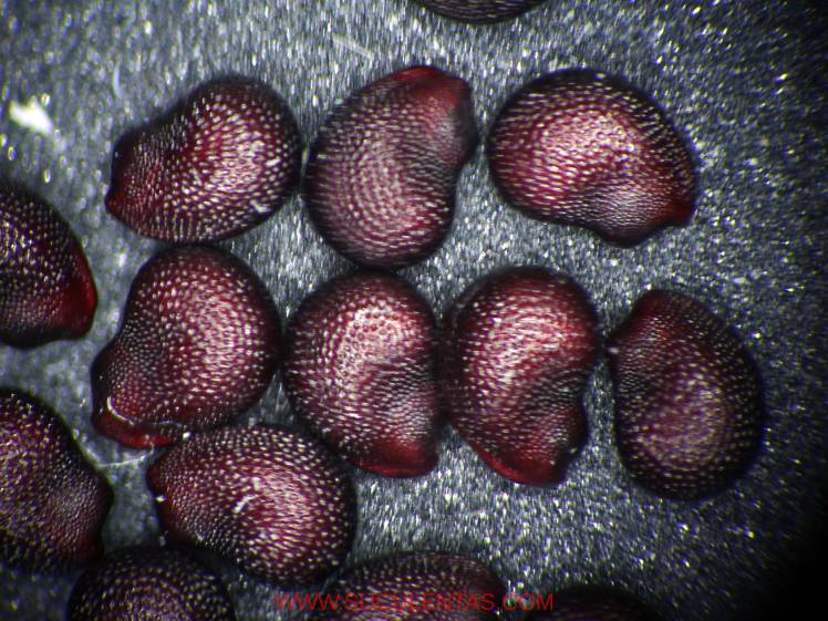 SuculentasCactaceae Cactoideae Cacteae Ferocactus stainesiiBritton et Rose 1922