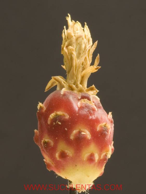 SuculentasCactaceae Cactoideae Cacteae Ferocactus alamosanus Spp reppenhagenii(G. Unger) N. P. Taylor 1998