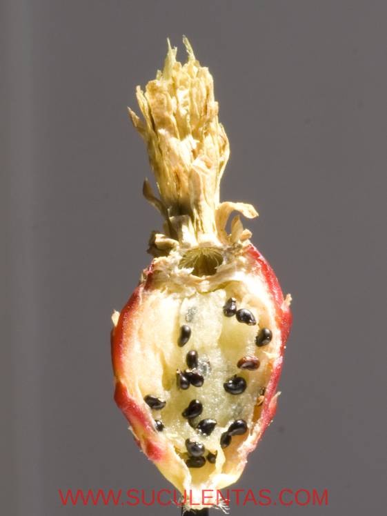 SuculentasCactaceae Cactoideae Cacteae Ferocactus alamosanus Spp reppenhagenii(G. Unger) N. P. Taylor 1998