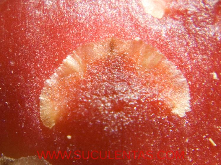 SuculentasCactaceae Cactoideae Cacteae Ferocactus alamosanus Spp reppenhagenii(G. Unger) N. P. Taylor 1998