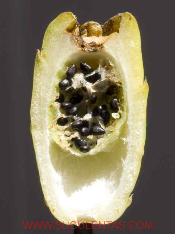 SuculentasCactaceae Cactoideae Cacteae Ferocactus townsendianusBritton & Rose  1922