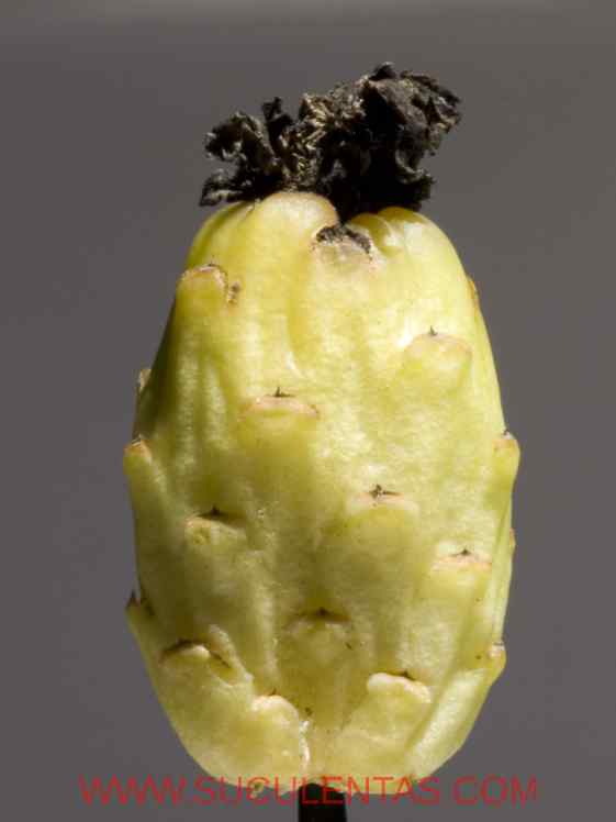 SuculentasCactaceae Cactoideae Cacteae Ferocactus townsendianusBritton & Rose  1922