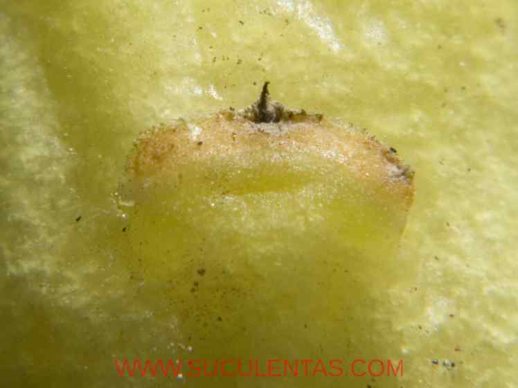 SuculentasCactaceae Cactoideae Cacteae Ferocactus townsendianusBritton & Rose  1922