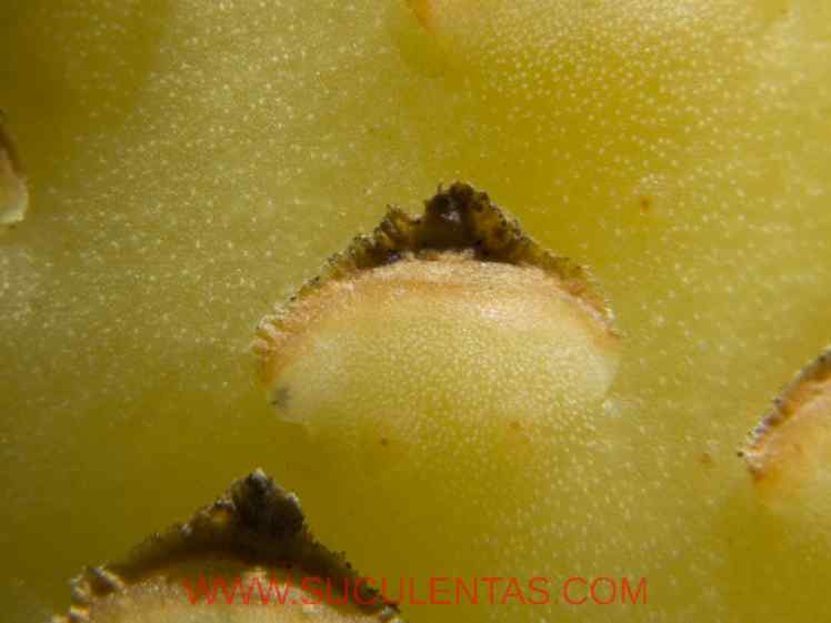 SuculentasCactaceae Cactoideae Cacteae Ferocactus emoryi Spp rectispinus