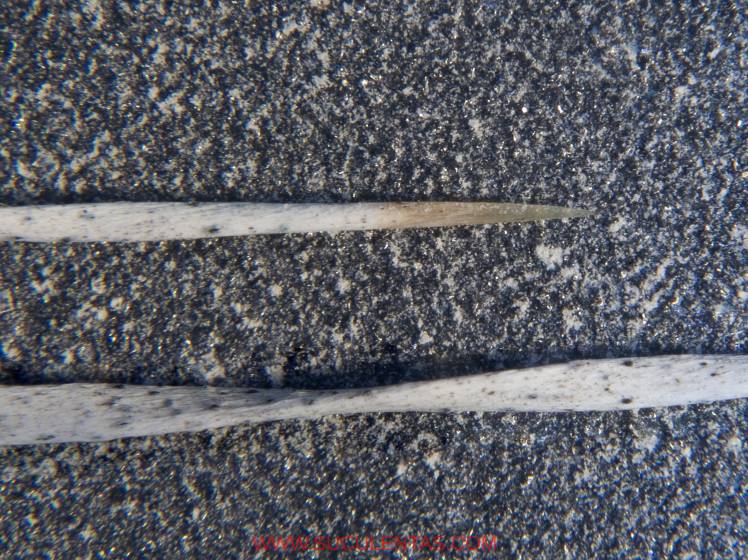 一乳晕的刷毛。这实际上是一个薄的和不一致的脊柱，或多或少的平砍，并在某些情况下，在一个螺旋。尽管它的小一致性它们是锋利，切入皮肤。0.6mm左右测量。