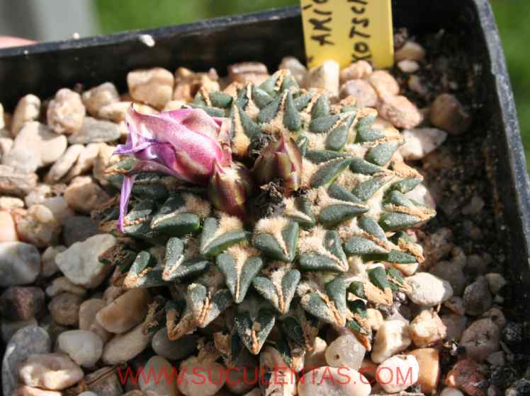 SuculentasCactaceae Cactoideae Cacteae AriocarpusScheidw.  1938