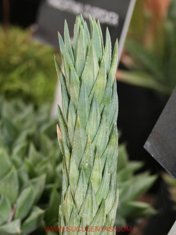 SuculentasAsphodelaceae Asphodeloideae Haworthia herreiPoelln.1929