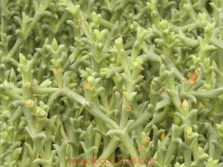 SuculentasAizoaceae SmicrostigmaN.E.Br. 1930