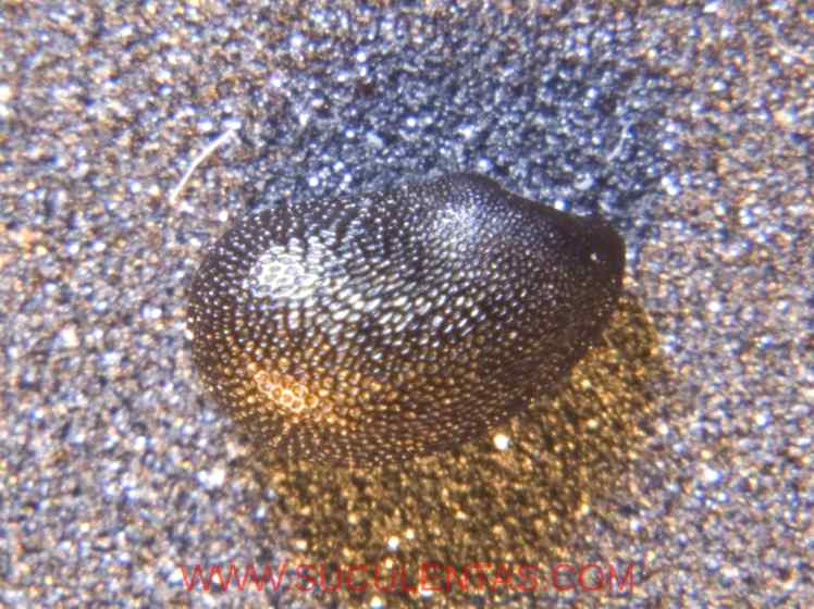 SuculentasCactaceae Cactoideae Cacteae Ferocactus emoryi Spp rectispinus