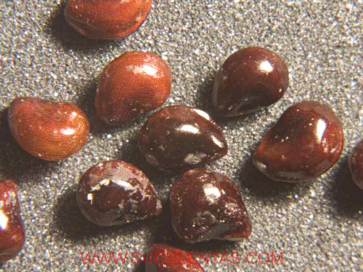 SuculentasCactaceae Cactoideae Pachycereeae Cephalocereus tetetzo(F.A.C. Weber ex K. Schum.) Vaupel