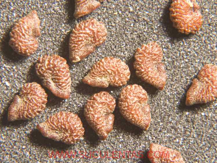 SuculentasCactaceae Cactoideae Browningieae Neoraimondia arequipensis(Meyen) Backeberg 1936