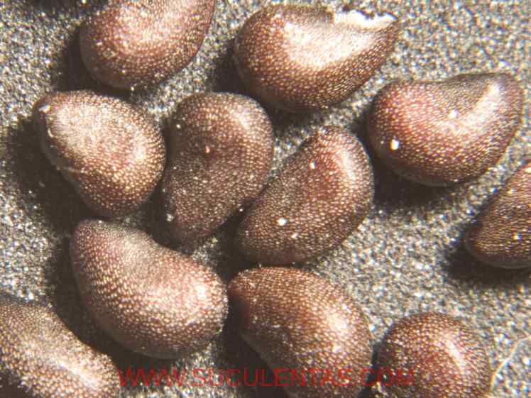 SuculentasCactaceae Cactoideae Cacteae Ferocactus townsendianusBritton & Rose  1922