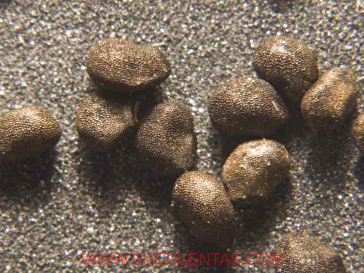 SuculentasCactaceae Cactoideae Cacteae Ferocactus viridescensBritton & Rose  1922