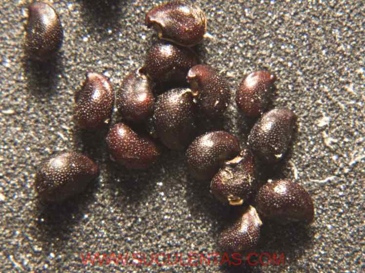 SuculentasCactaceae Cactoideae Cacteae Ferocactus hamatacanthus Spp sinuatus