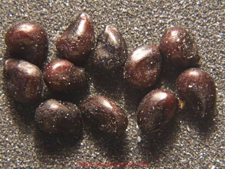 SuculentasCactaceae Cactoideae Cacteae Ferocactus alamosanus Spp reppenhagenii(G. Unger) N. P. Taylor 1998