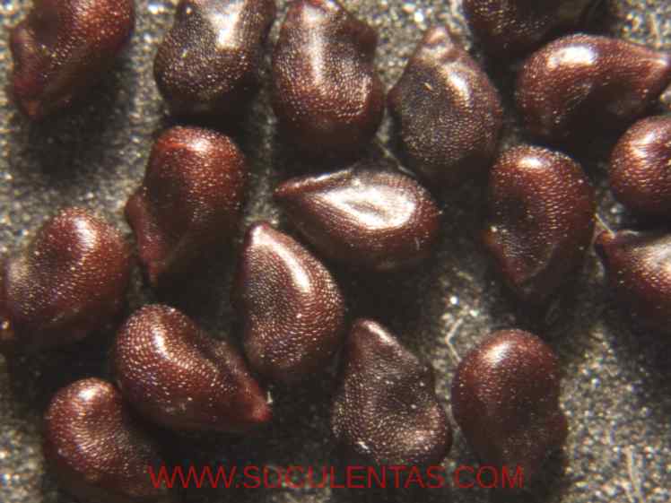 SuculentasCactaceae Cactoideae Cacteae Ferocactus alamosanusBritton & Rose  1922