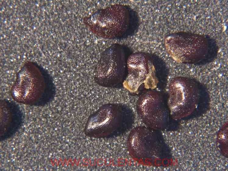 SuculentasCactaceae Cactoideae Cacteae Ferocactus echidneBritton & Rose  1922