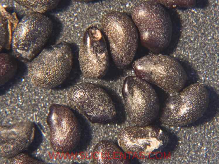 SuculentasCactaceae Cactoideae Cacteae Ferocactus flavovirensBritton & Rose  1922