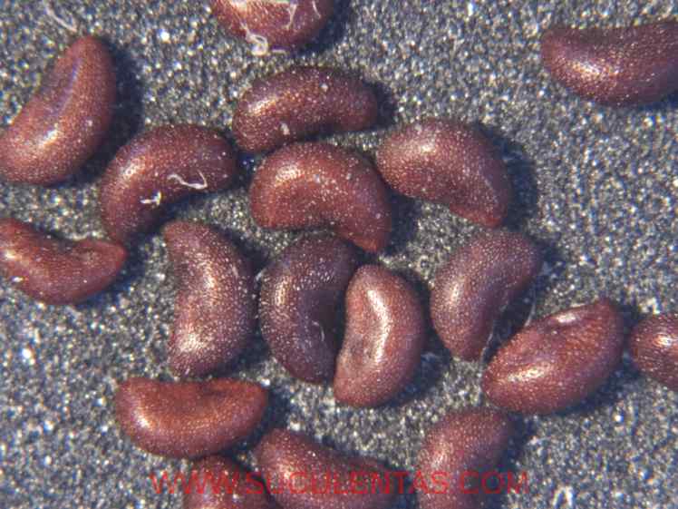 SuculentasCactaceae Cactoideae Cacteae Ferocactus recurvus(Mill.) Borg1937.