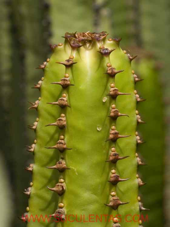 SuculentasEuphorbiaceae Euphorbia canariensisL.1753