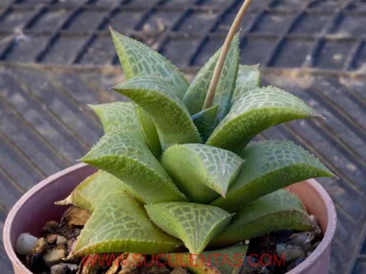 SuculentasAsphodelaceae Asphodeloideae Haworthiopsis tessellata(Haw.) G.D.Rowley2013