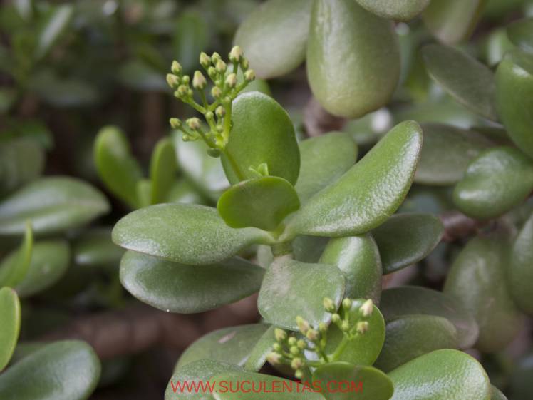 SuculentasCrassulaceae Crassula(L.) Schönl. 1753