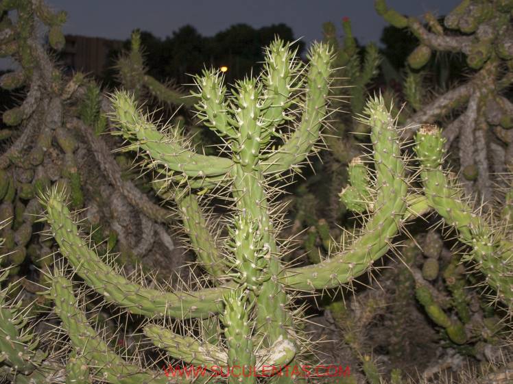 SuculentasCactaceae Opuntioideae Austrocylindropuntia subulata(Muehlenpf) Backeb 1941