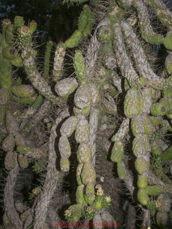 SuculentasCactaceae Opuntioideae Austrocylindropuntia subulata(Muehlenpf) Backeb 1941