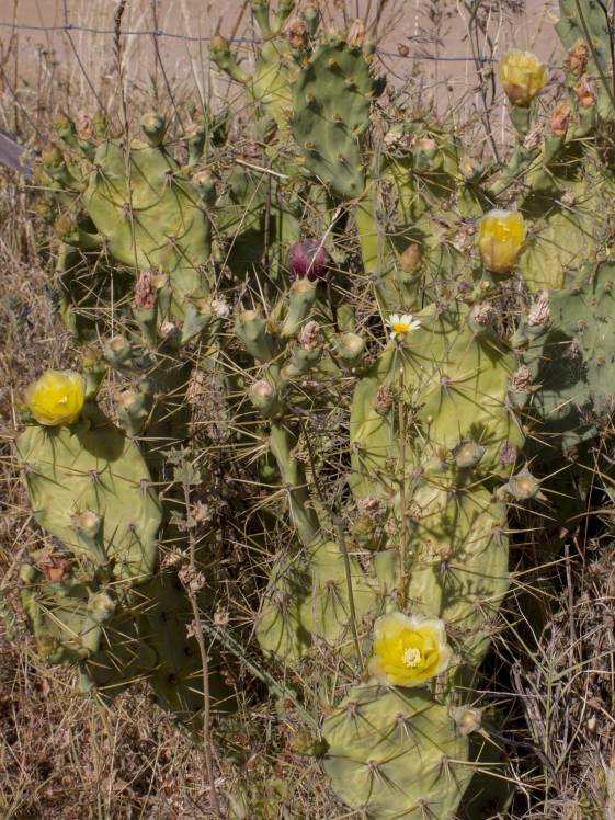 SuculentasCactaceae Opuntioideae Opuntia dillenii(Ker Gawler) Haworth 1819
