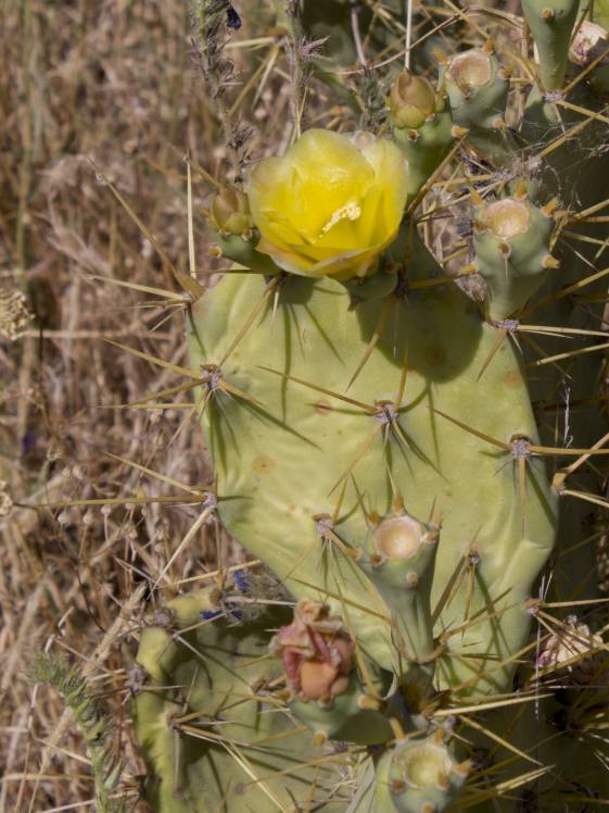 SuculentasCactaceae Opuntioideae Opuntia dillenii(Ker Gawler) Haworth 1819