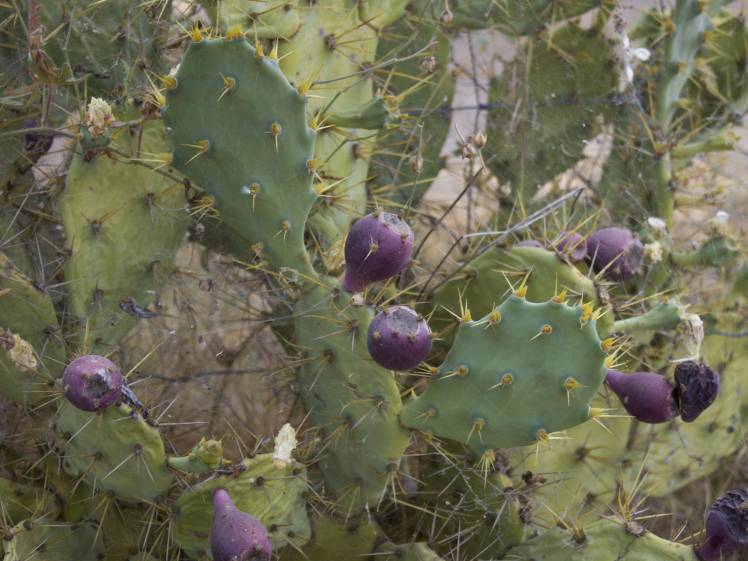SuculentasCactaceae Opuntioideae Opuntia dillenii(Ker Gawler) Haworth 1819