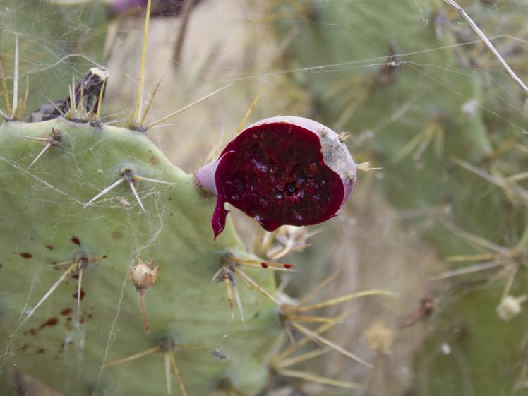 SuculentasCactaceae Opuntioideae Opuntia dillenii(Ker Gawler) Haworth 1819