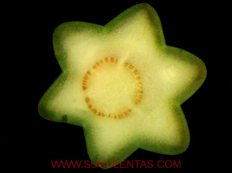 SuculentasCactaceae Cactoideae Trichocereeae Echinopsis pachanoi(Britton  & Rose) H. Friedrich & G. D. Rowley 1974