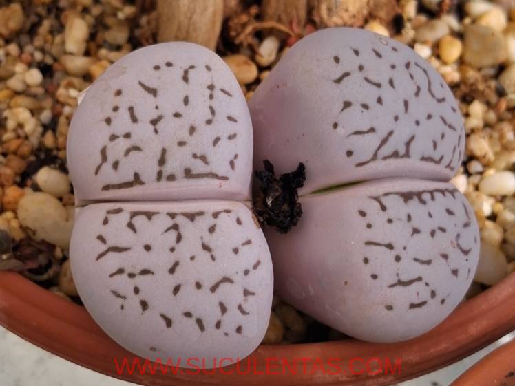 SuculentasAizoaceae Dinteranthus vanzylii(L.Bolus)Schwantes  1951