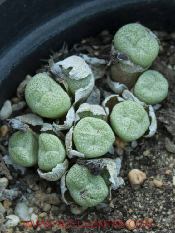 SuculentasAizoaceae ConophytumN.E.Br. 1951